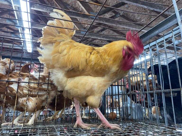 Rooster