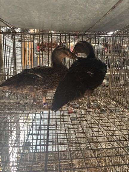 Pair Rouen Ducks