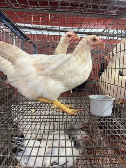 2 Amberlink Pullets
