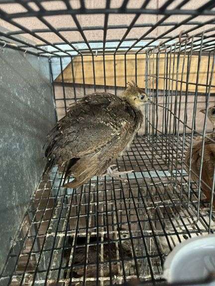 Indian Blue Peachick