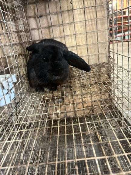 Black Flemish Giant Buck Buck