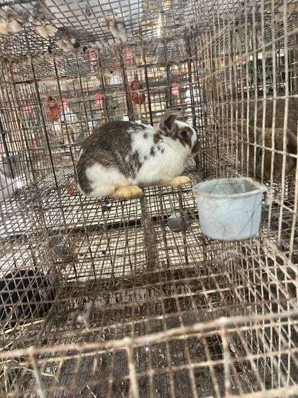 Mini Lop Cross Doe - 10 Wks Old