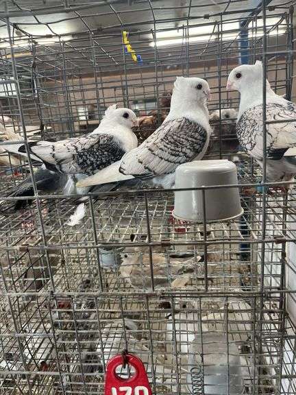 3- Unsexed Satinette Pigeons
