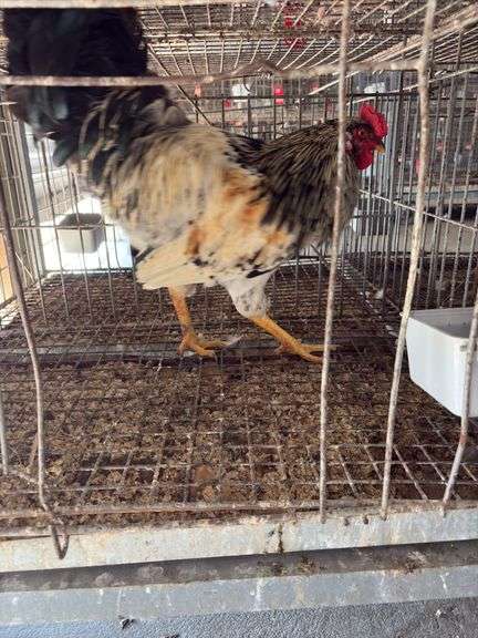 True Blue Whiting Rooster "Ricky" Not Friendly with Other Roosters