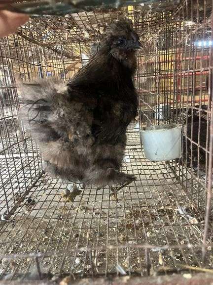 Silkie Rooster