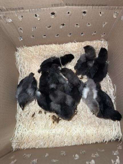 10 BC1 Olive Egger to Blue Copper Maran Chicks - 2 Wks Old