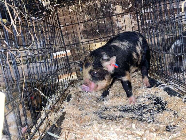 Female Kune Kune Pig