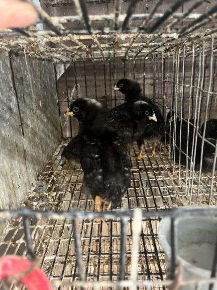 5 Rustic Rock Pullets