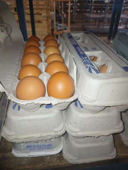 6 Doz Large Brown Eating Eggs