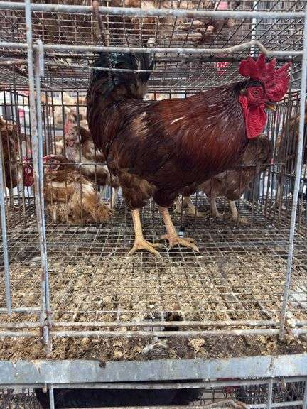 Rhode Island Red Rooster