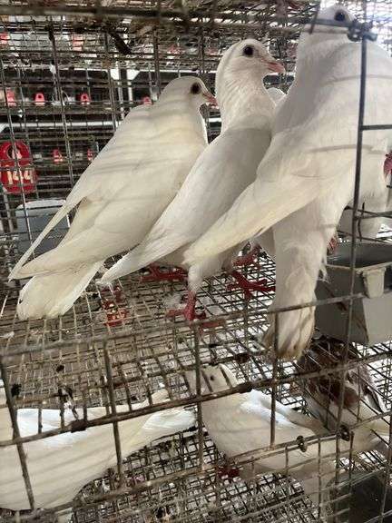 4 Homer Pigeons