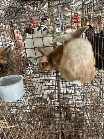 2 Bunnies