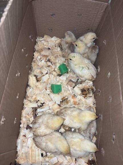 10 Breese Chicks