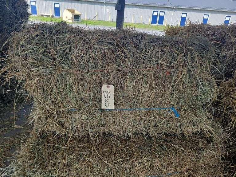 10 2nd Alfalfa Timothy