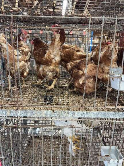 5 Golden Comet Laying Hens