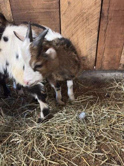 Brown & White Nigerian Dwarf Billy