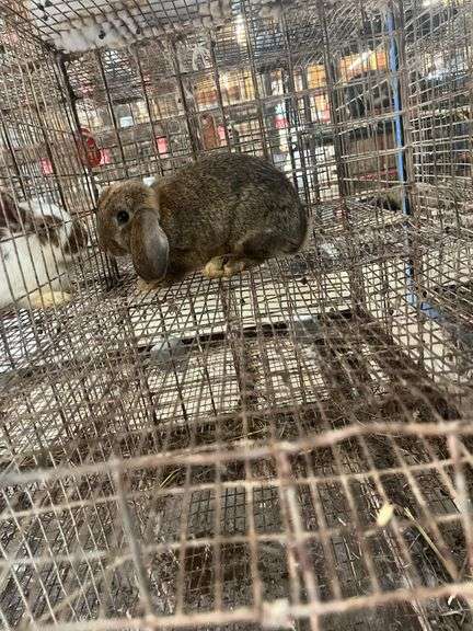 Mini Lop Cross Doe - 10 Wks Old