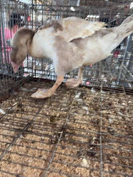 Buff Pomeranian Gosling