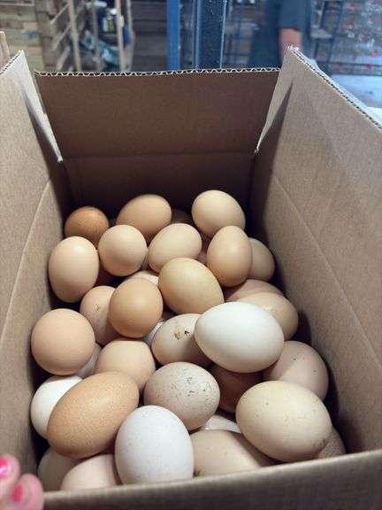 7 Doz Large Mixed Eating Eggs