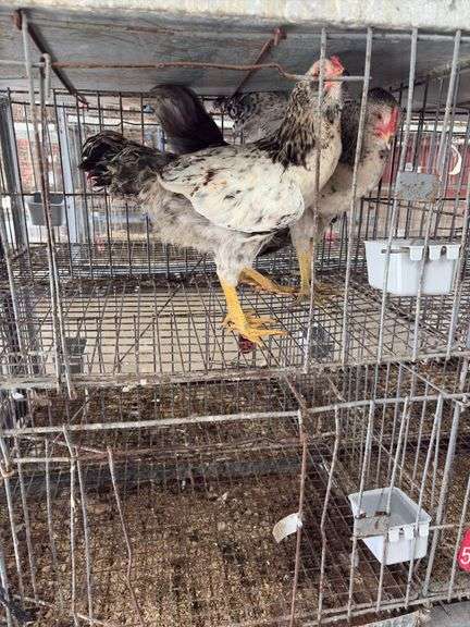 3 Easter Egger Roosters