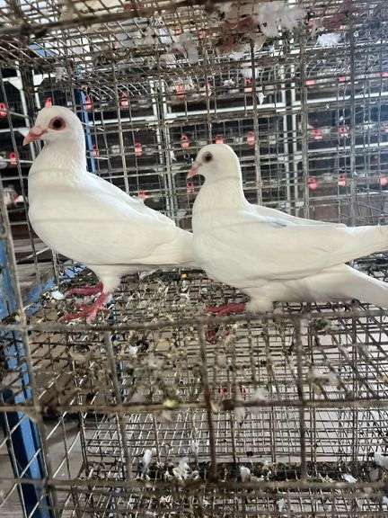 2 Homer Pigeons