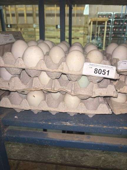 3 Doz Super Jumbo King Duck Eating Eggs