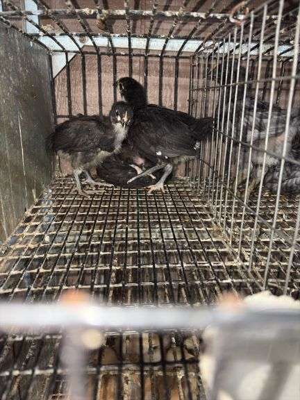 3 Mystic Maran Pullets