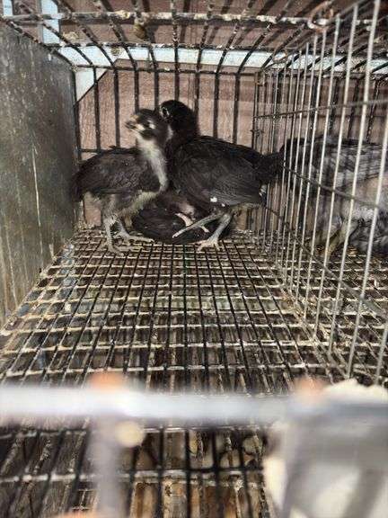 3 Mystic Maran Pullets
