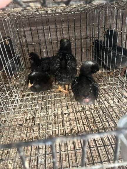 5 Rustic Rock Pullets