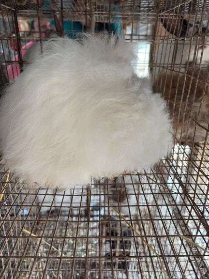 Albino English Angora Doe