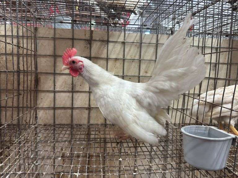 White Old English Bantam Rooster