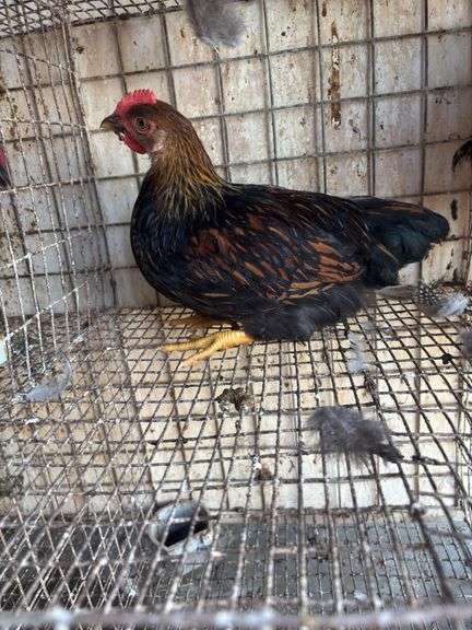 Gold Laced Wyandotte Rooster - 5 Mos Old