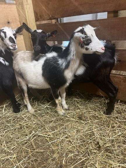 Tri Color Nigerian Dwarf Nanny - Exposed