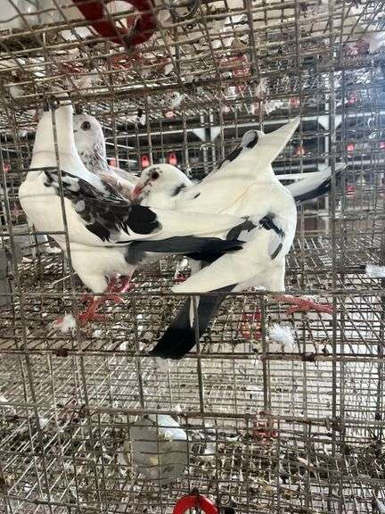 4 Young Homing Pigeons