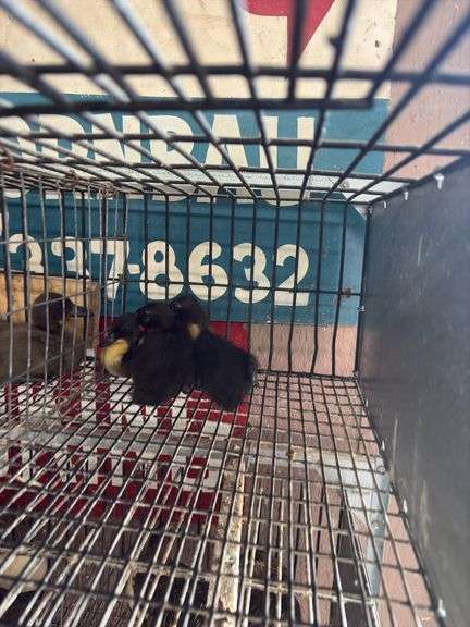 3 Call Ducklings