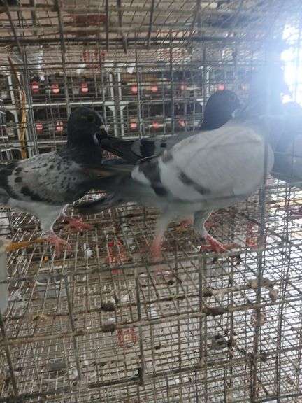3 Racing Pigeons