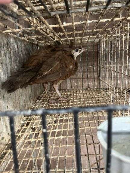 Purple Peachick
