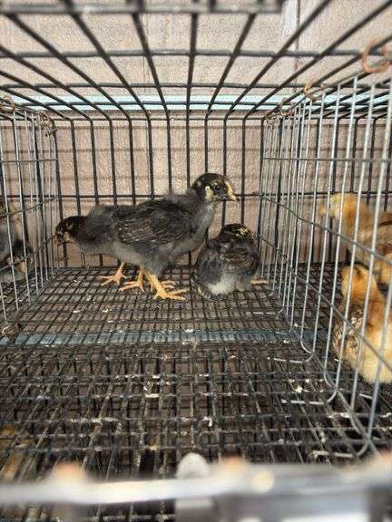 3 Blue Laced Gold Wyandotte Pullets