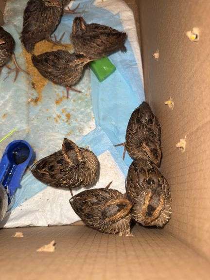 9 Bobwhite Quail Chicks w/ Permit
