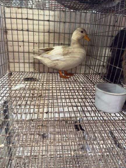 Young Unsexed White Call Duck