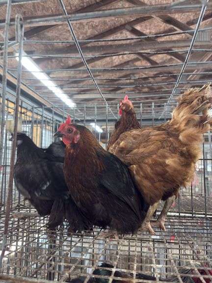 3 Hens - 1 Rhode Island, 1 Crested & 1 Mix