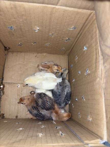6 Barnyard Mix Chicks