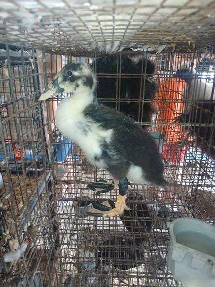 Young Ancona Call Cross Hen Duck "Nezbit"