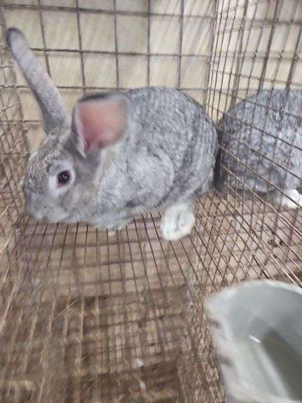 American Chinchilla Doe w/ Pedigree - 9 Wks Old