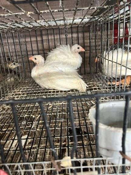 2 White Guineas