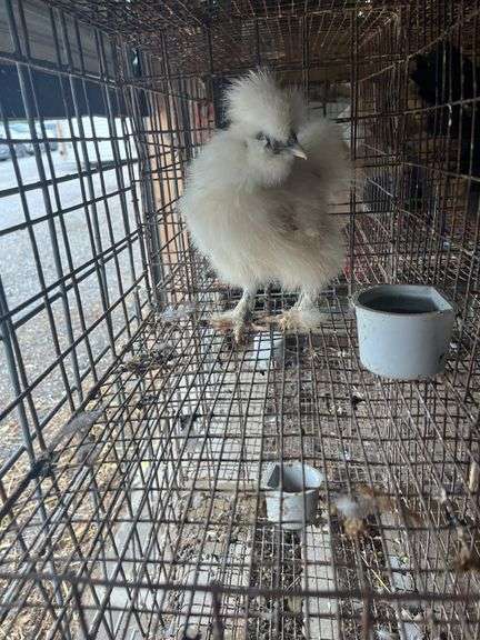 White Bearded Silkie Rooster