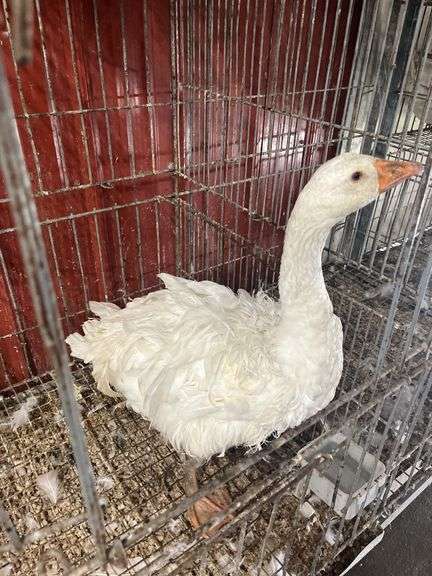 Curly Sebastopol Female Goose - 1 Yr Old - Very Sweet & Docile