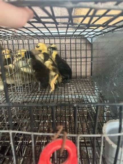 6 Chocolate & Penciled Runner Ducks
