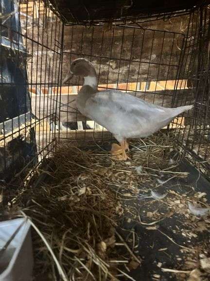 Silver Swedish Hen - 5-6 Months Old