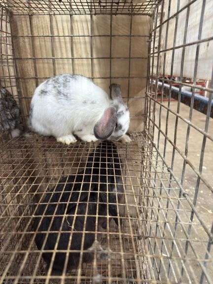 Mini Lop Cross Buck - 10 Wks Old